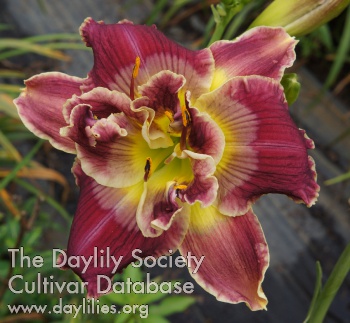 Daylily Love Me Two Times